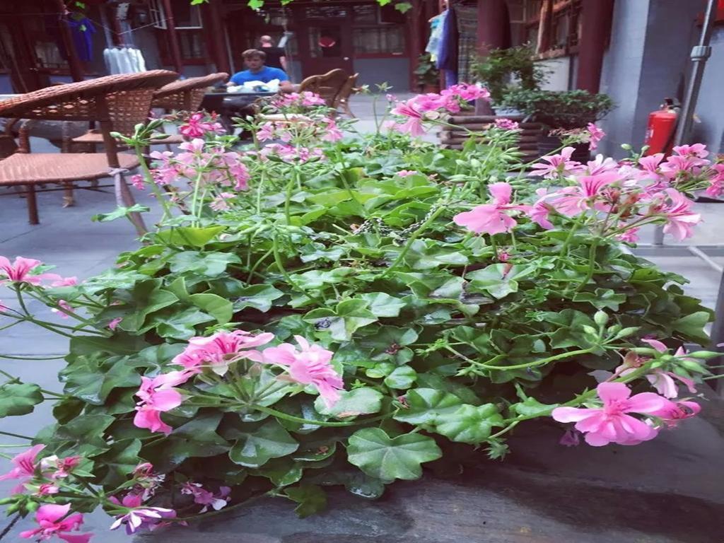 Three Legged Frog Hostel 베이징 외부 사진